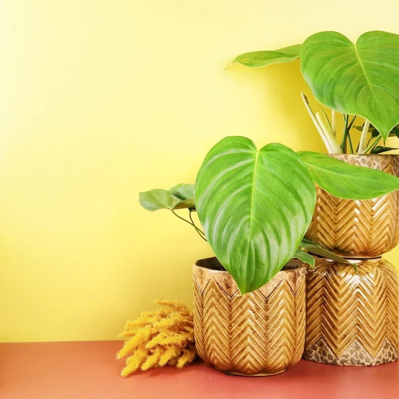 PHILODENDRON GRANDIPES