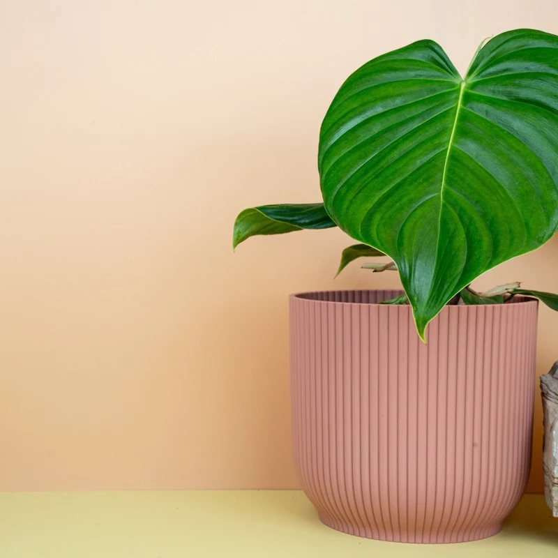 PHILODENDRON GRANDIPES
