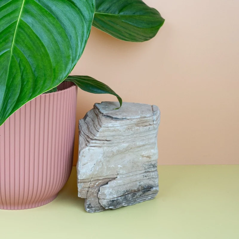 PHILODENDRON GRANDIPES