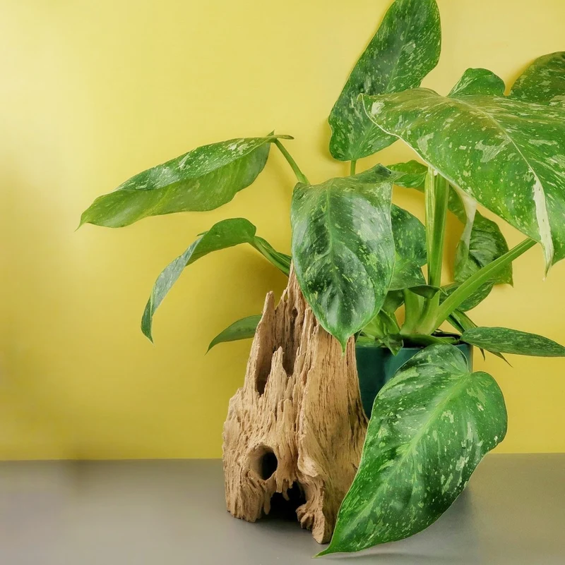 PHILODENDRON JOSE BUONO
