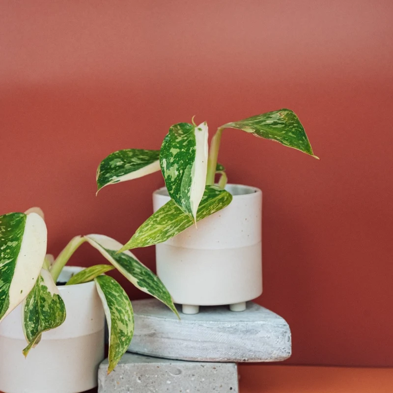 PHILODENDRON JOSE BUONO
