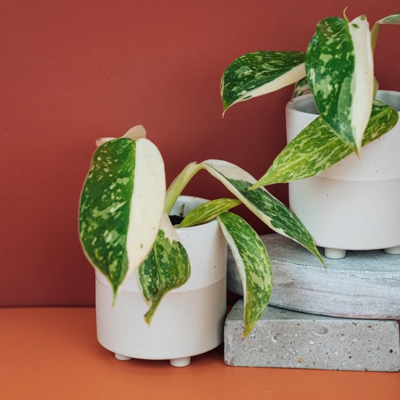 PHILODENDRON JOSE BUONO