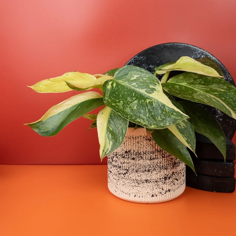PHILODENDRON JOSE BUONO
