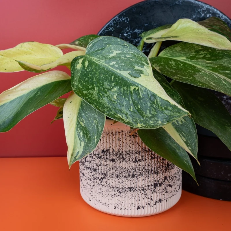 PHILODENDRON JOSE BUONO