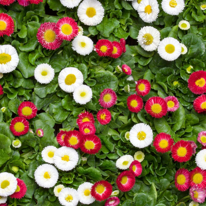 Gänseblümchen, Duo