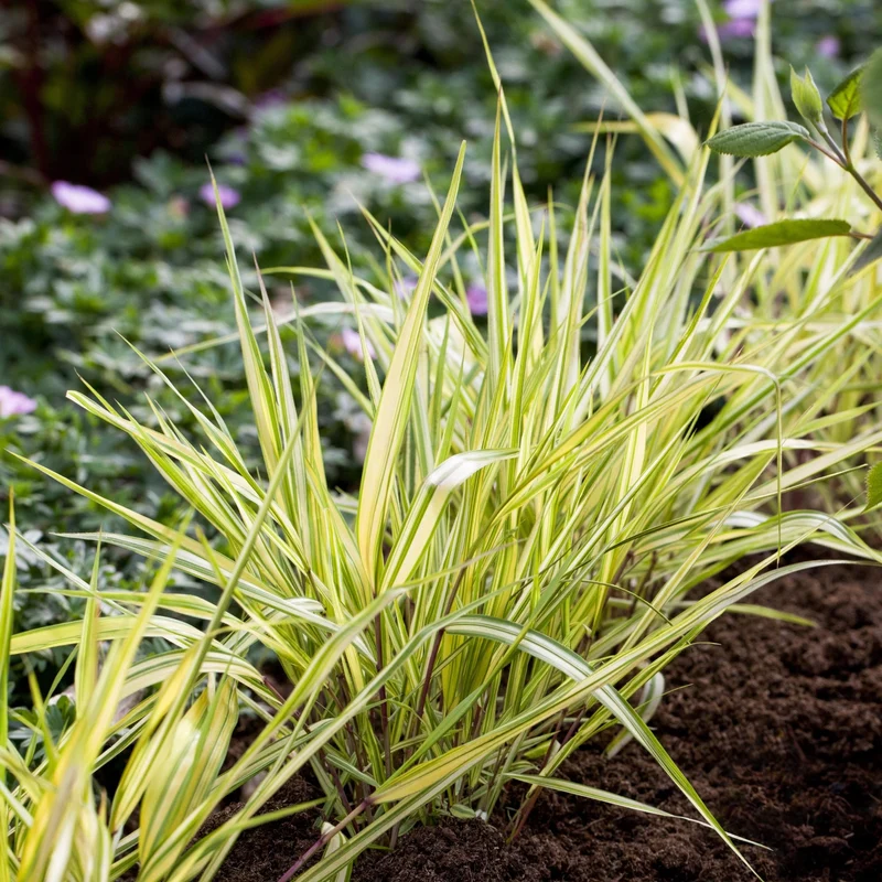 Japanisches Berggras 'Aureola'