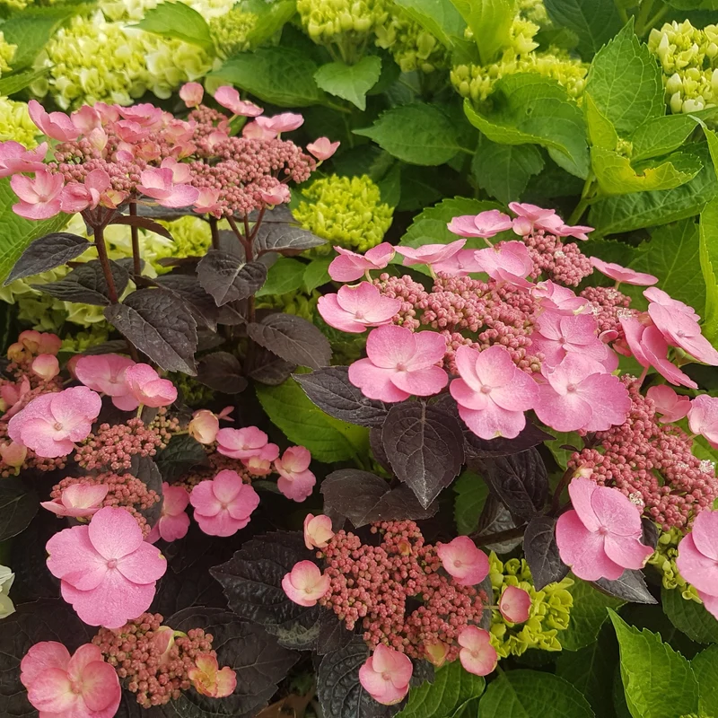 Tellerhortensie 'Daredevil®'