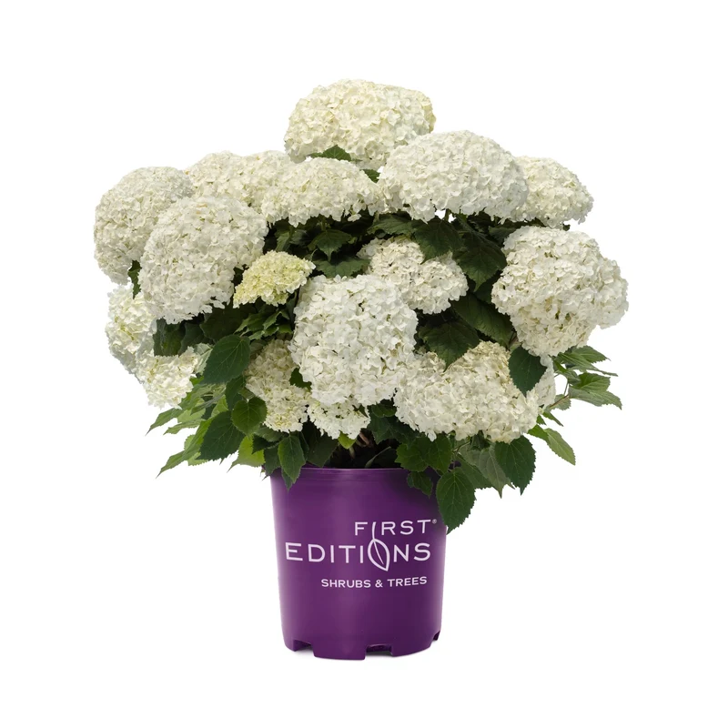 Schneeballhortensie 'FlowerWOW®'