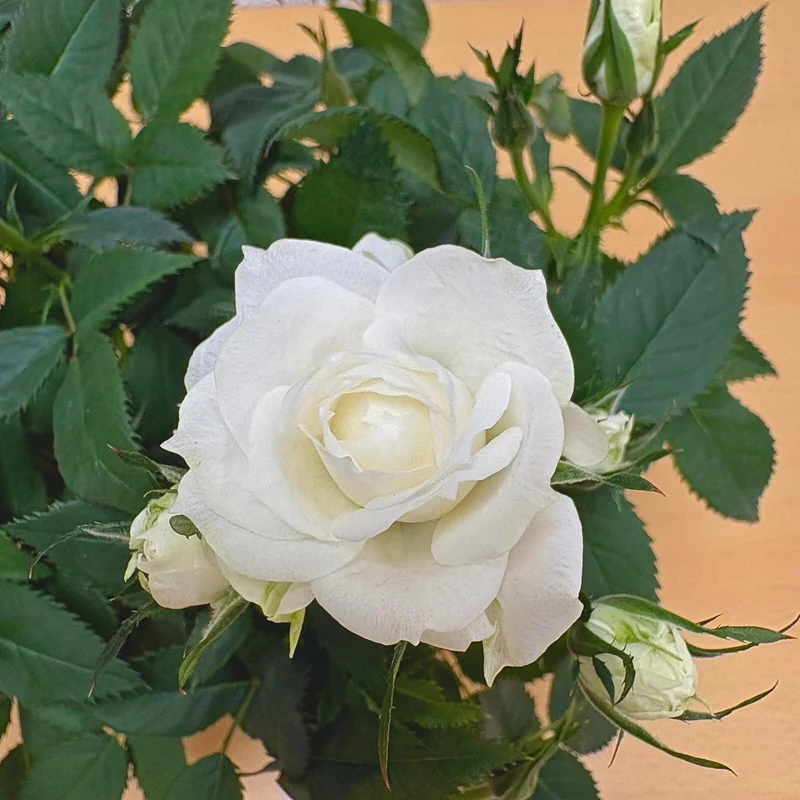 Rose zum Valentinstag im Übertopf