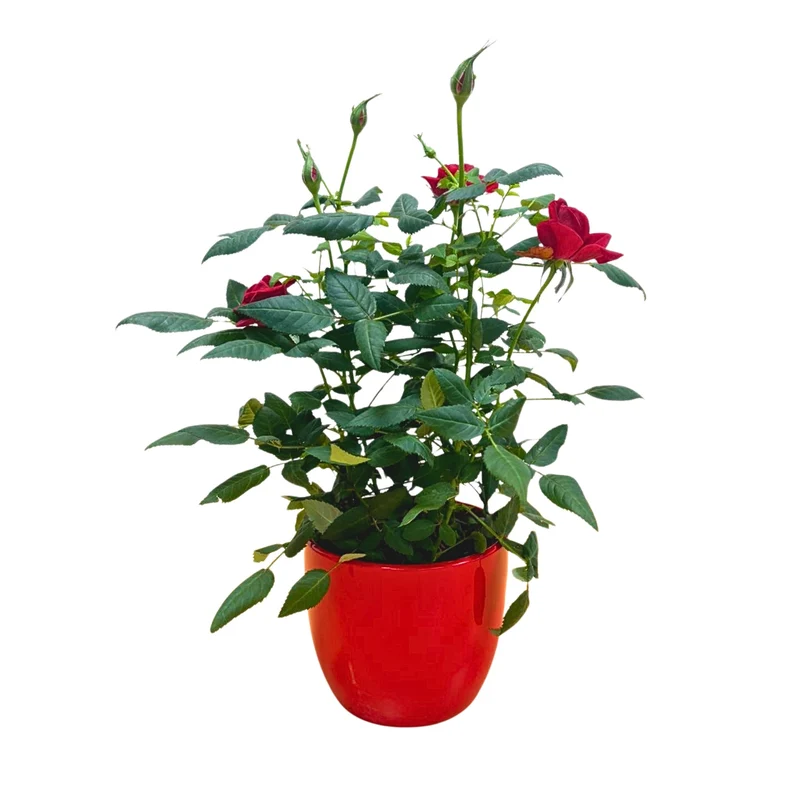 Rose zum Valentinstag im Übertopf