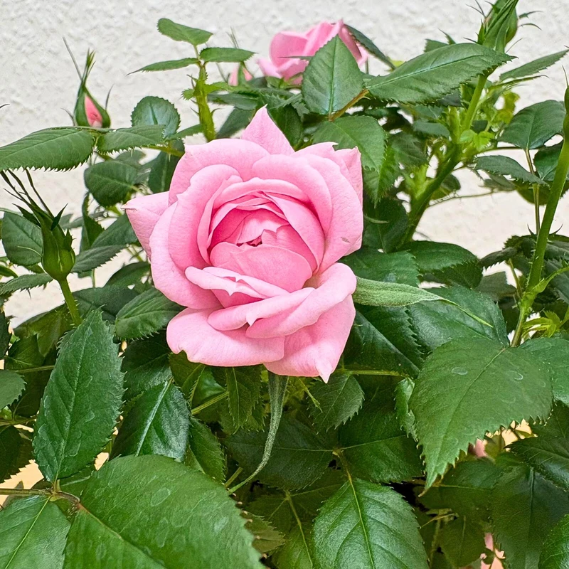 Rose zum Valentinstag im Übertopf