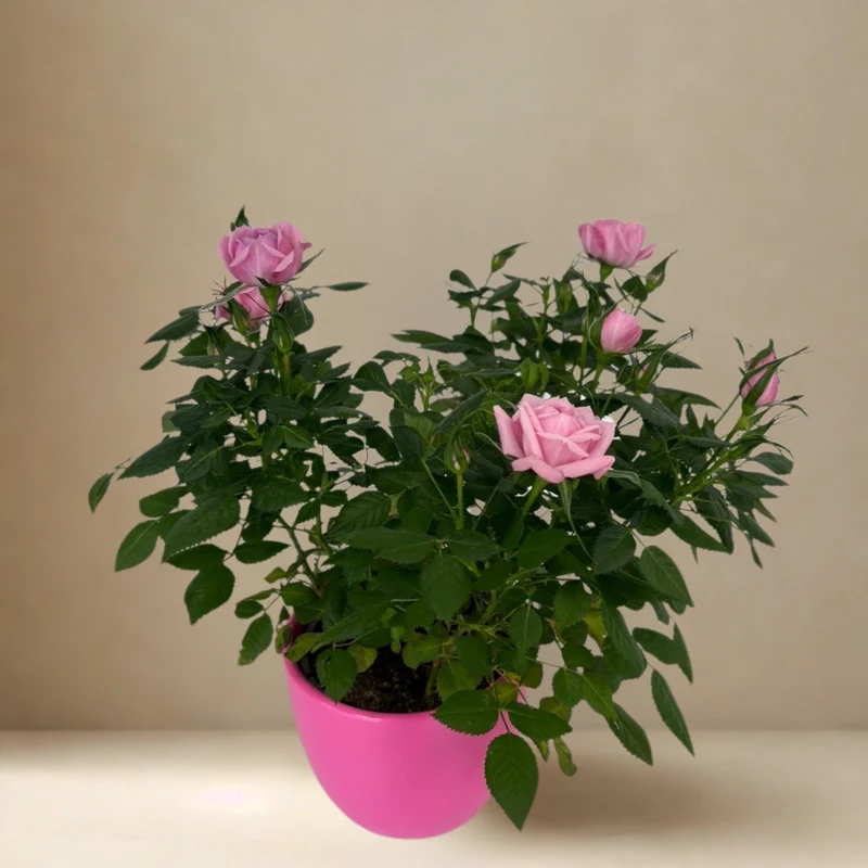 Rose zum Valentinstag im Übertopf