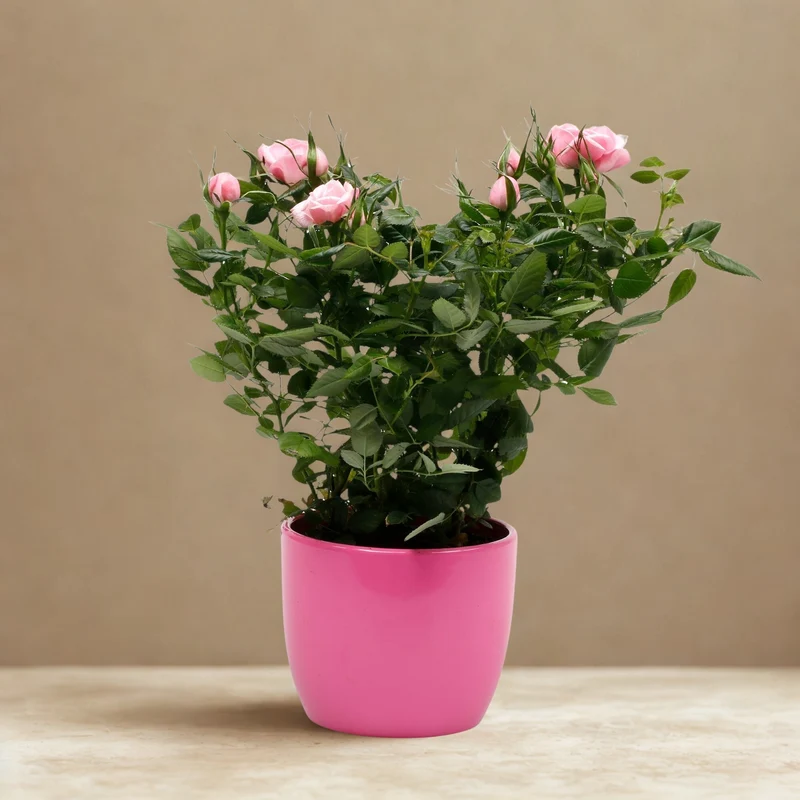 Rose zum Valentinstag im Übertopf