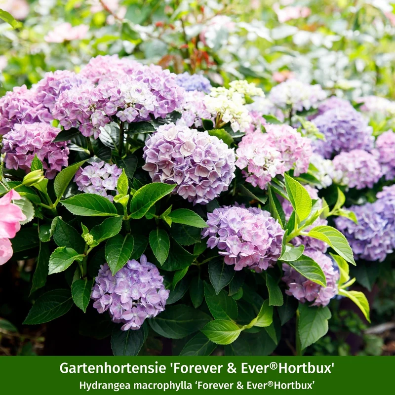 Bauernhortensien-Set 'Forever & Ever®Hortbux'