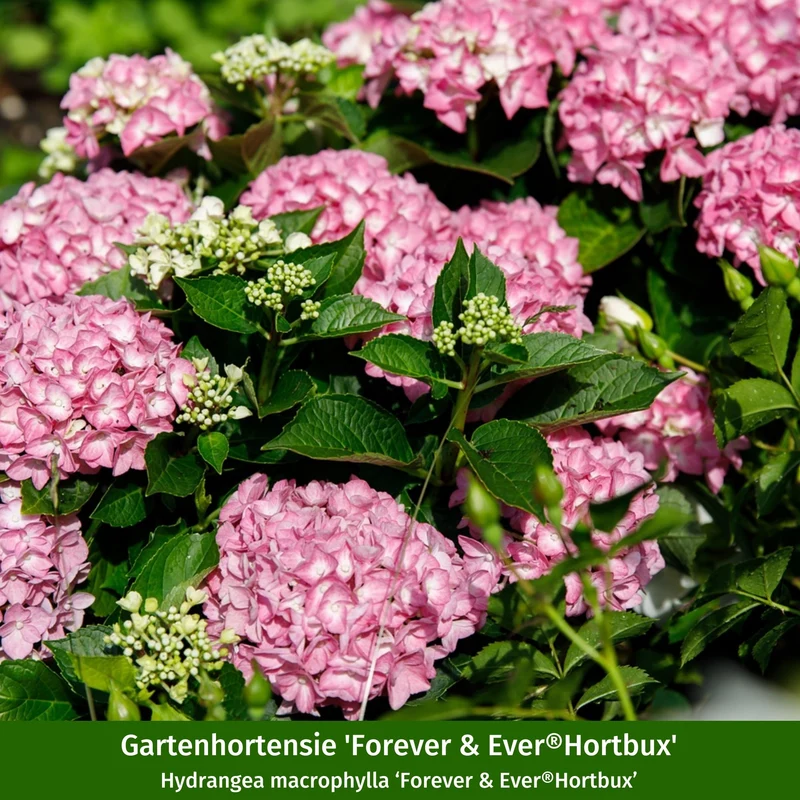 Bauernhortensien-Set 'Forever & Ever®Hortbux'