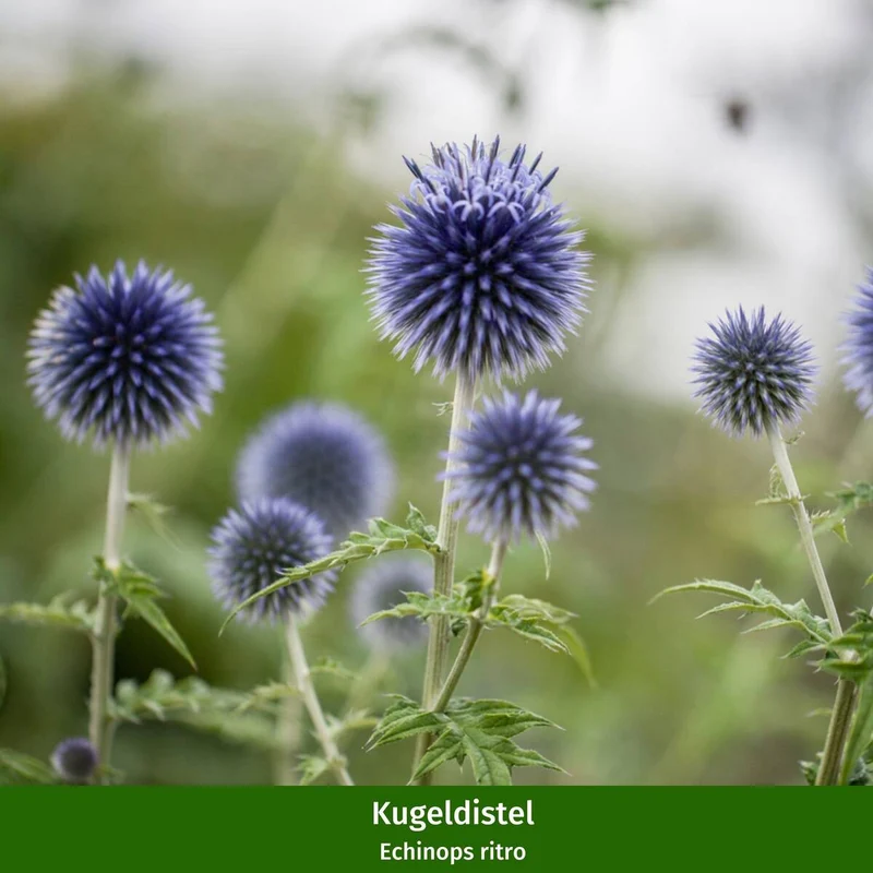 Stauden-Set "Sonnenblüten für Bienen"