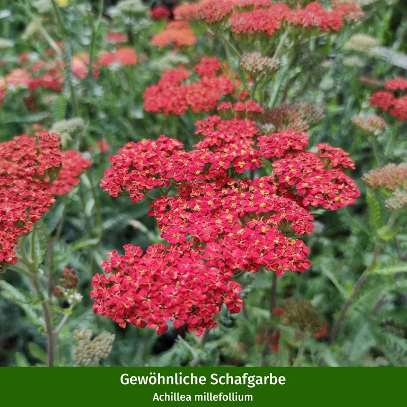 Stauden-Set "Sonnenkünstler für Insekten"