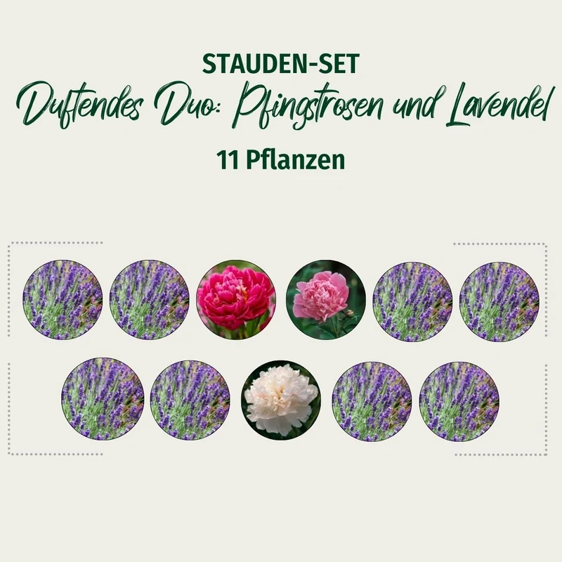 Stauden-Set "Duftendes Duo: Pfingstrosen und Lavendel"
