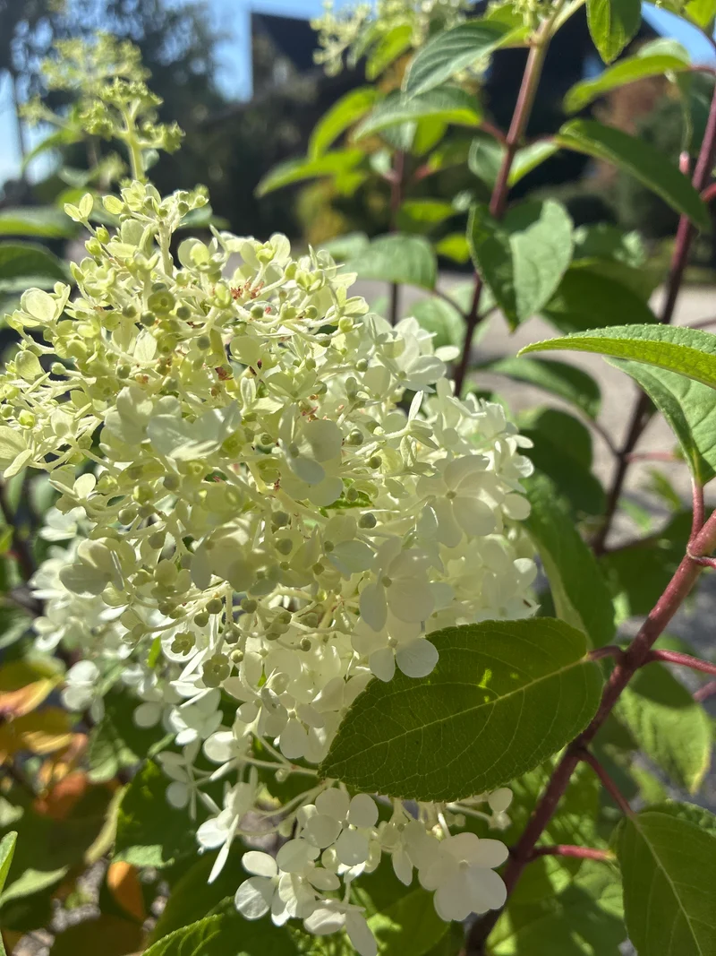 Zwerg-Rispenhortensie / Hydrangea paniculata 'Bobo'