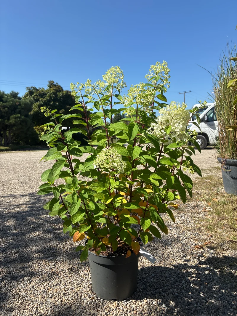 Zwerg-Rispenhortensie / Hydrangea paniculata 'Bobo'