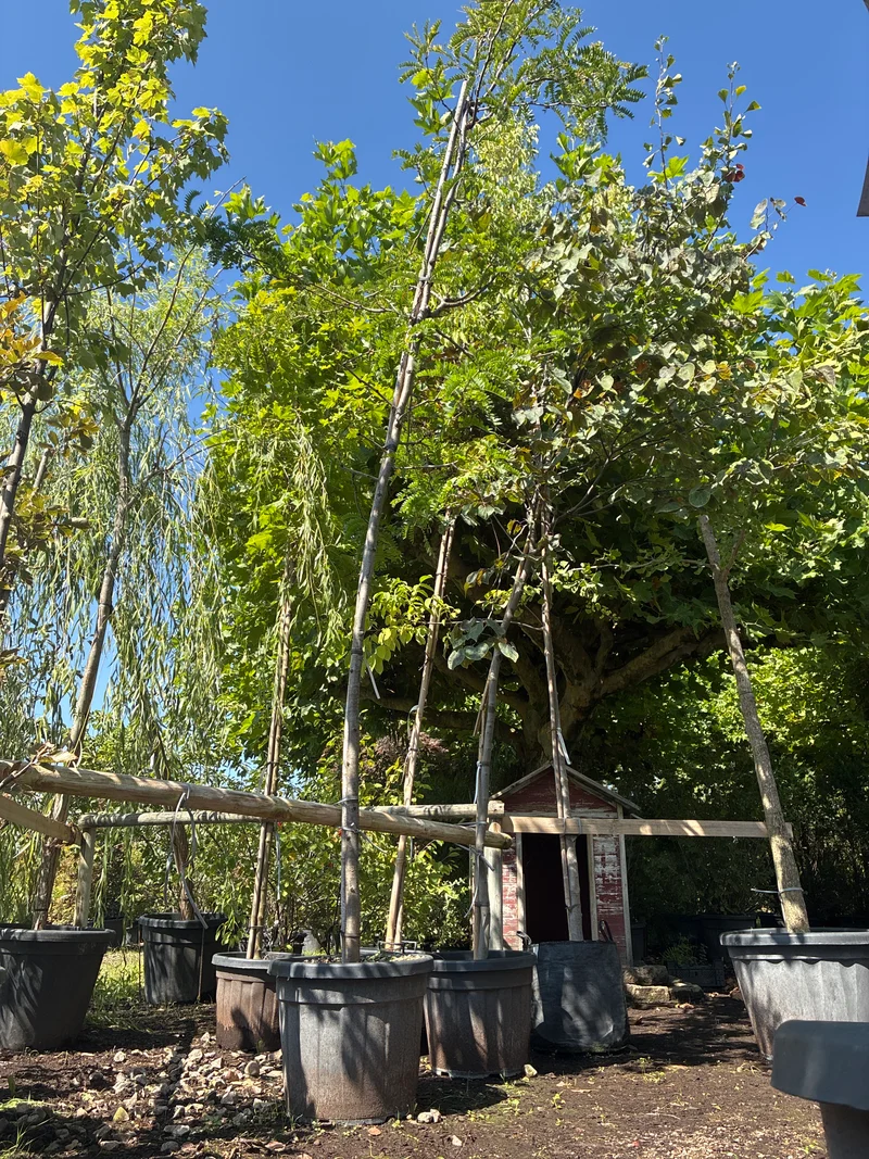 Amerikanische Gleditschie / Gleditsia Triacanthos 'Sunburst'