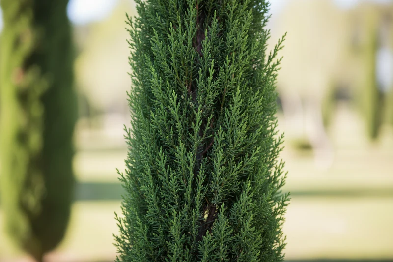 Echte Säulenzypresse / Cupressus sempervirens 'Pyramidalis'