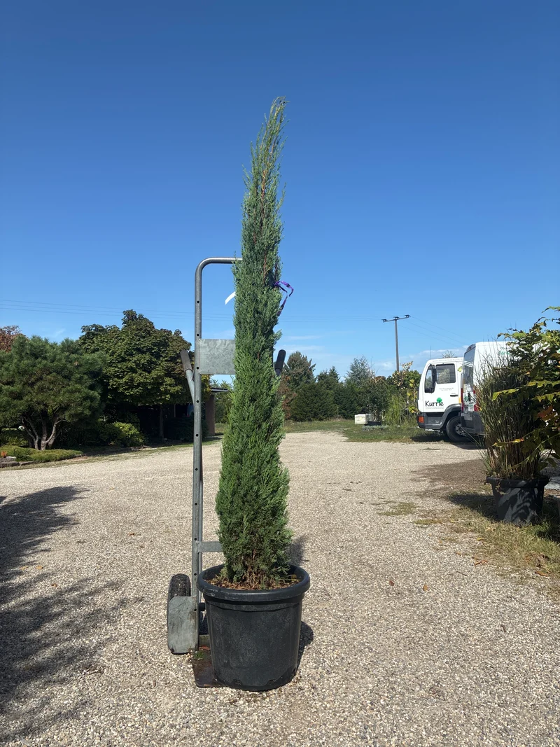 Echte Säulenzypresse / Cupressus sempervirens 'Pyramidalis'