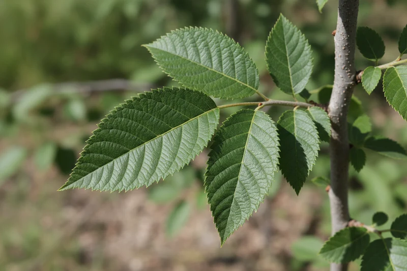 Südlicher Zürgelbaum / Celtis Australis