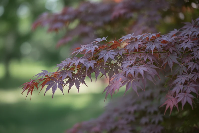 Fächer-Ahorn / Acer palmatum 'Tamukeyama'