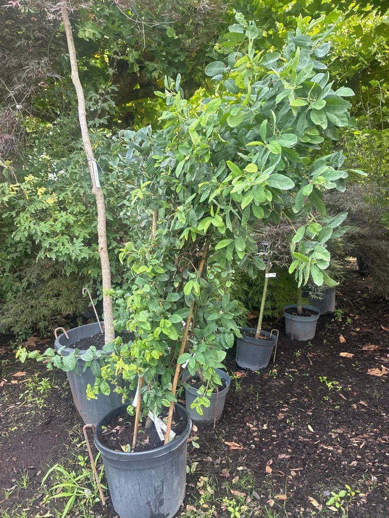Felsenbirne / Amelanchier lamarckii 'October Flame'®
