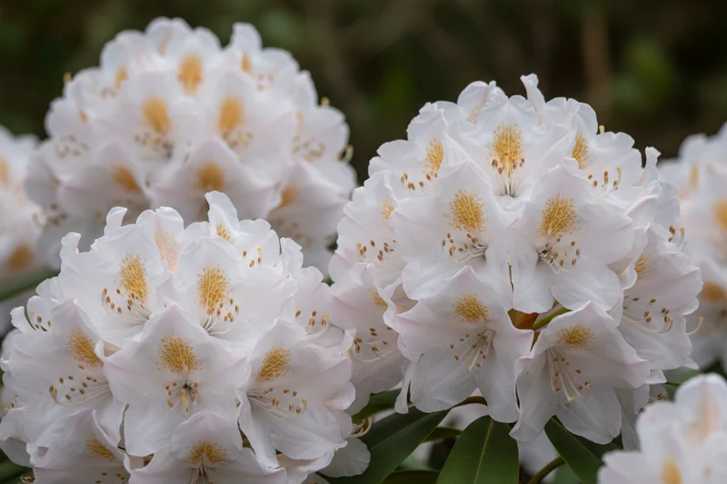 Rhododendron 'Gomer Waterer' / Rhododendron 'Gomer Waterer'