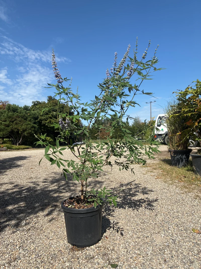 Mönchspfeffer / Vitex agnus-castus