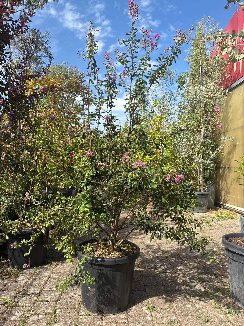 Kräuselmyrte 'Superviolacea' / Lagerstroemia indica 'Superviolacea'