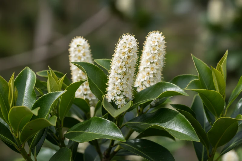 Kirschlorbeer 'Obelisk' / Prunus laurocerasus 'Obelisk'®
