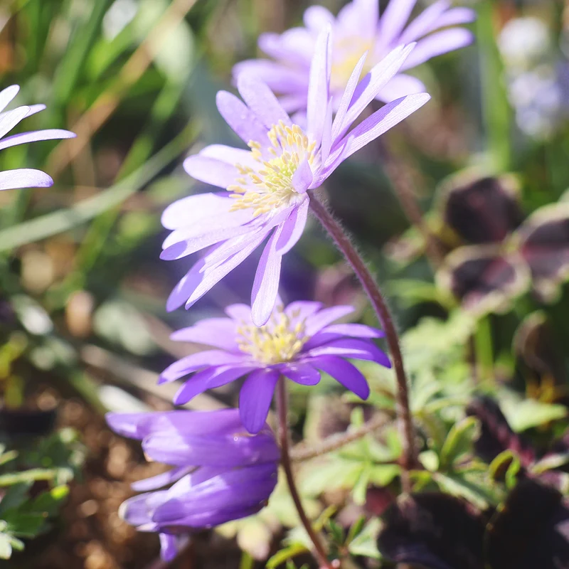 Anemone blanda 'Charmer' - Balkan-Strahlen-Anemone