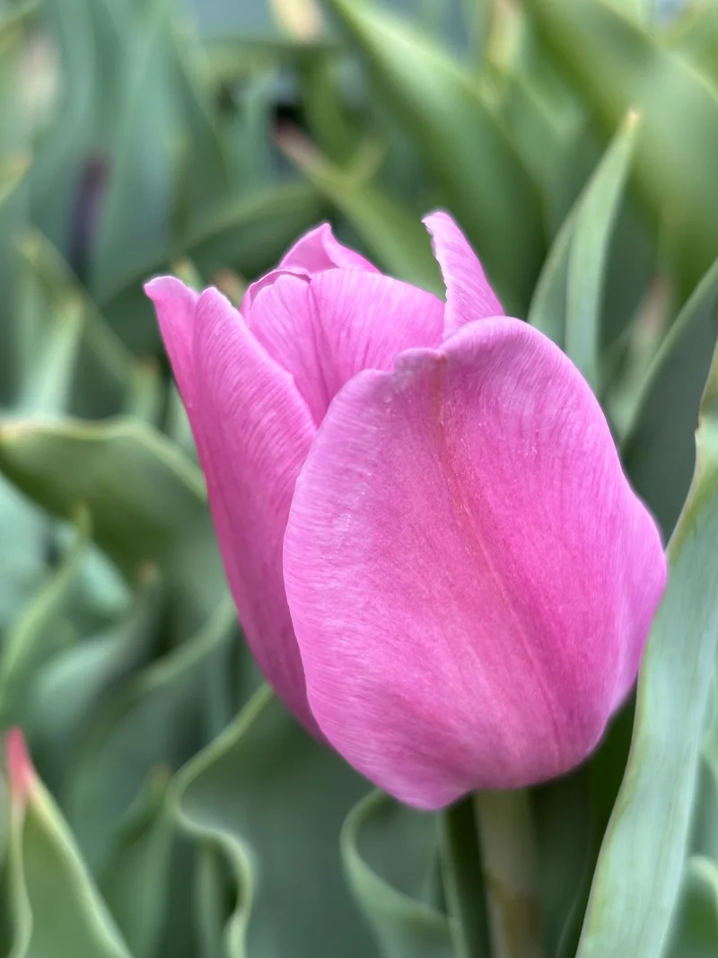 Tulipa 'Synaeda Amor' - Triumph-Tulpe