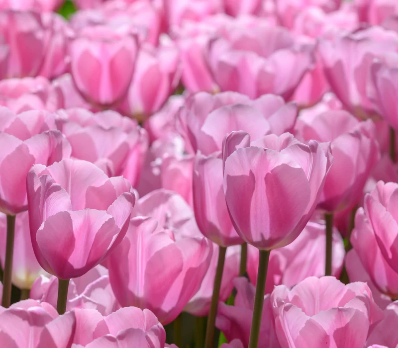 Tulipa 'Synaeda Amor' - Triumph-Tulpe