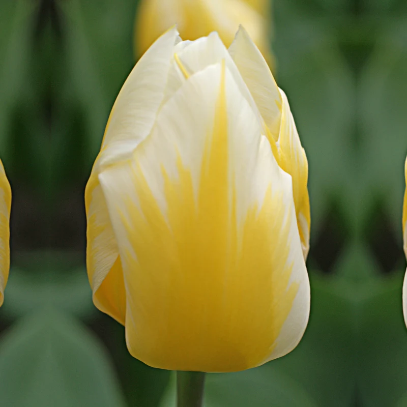 Tulipa 'Sweetheart' - Fosteriana-Tulpe