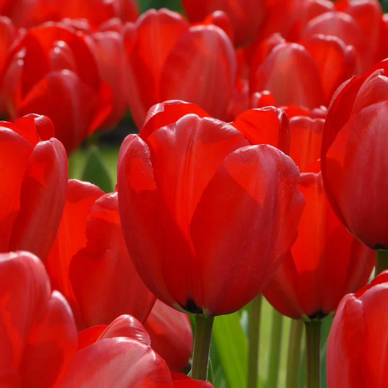 Tulipa 'Red Impression' - Darwin Hybride Tulpe
