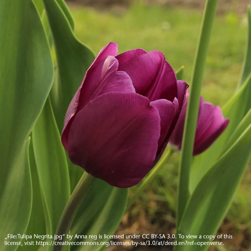 Tulipa 'Negrita' - Triumph-Tulpe