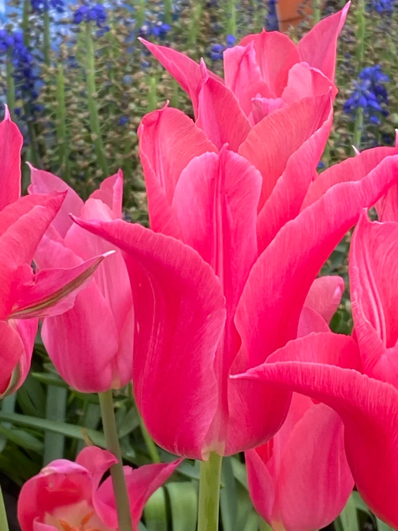 Tulipa 'Mariette' - Lilienblütige Tulpe