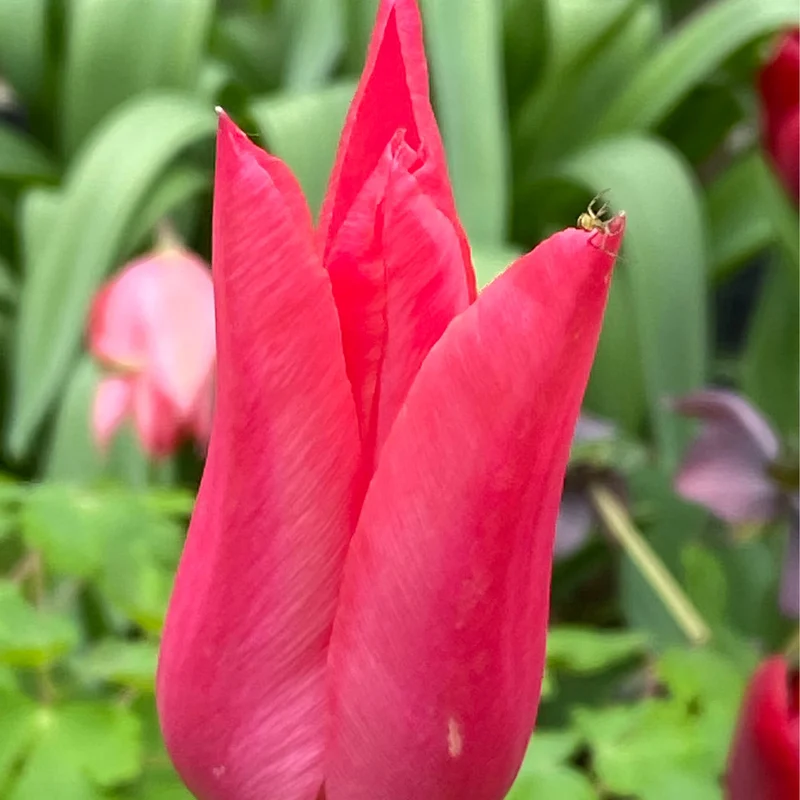 Tulipa 'Mariette' - Lilienblütige Tulpe