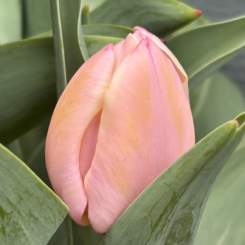 Tulipa 'Mango Charm' - Triumph-Tulpe