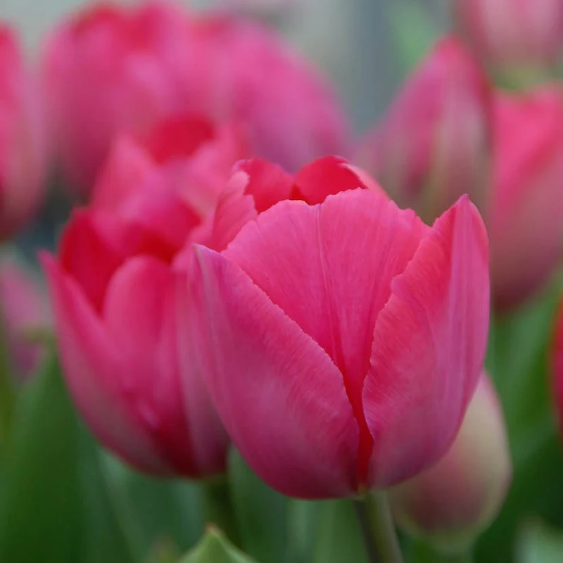 Tulipa 'Lady van Eijk'® - Darwin-Hybride-Tulpe