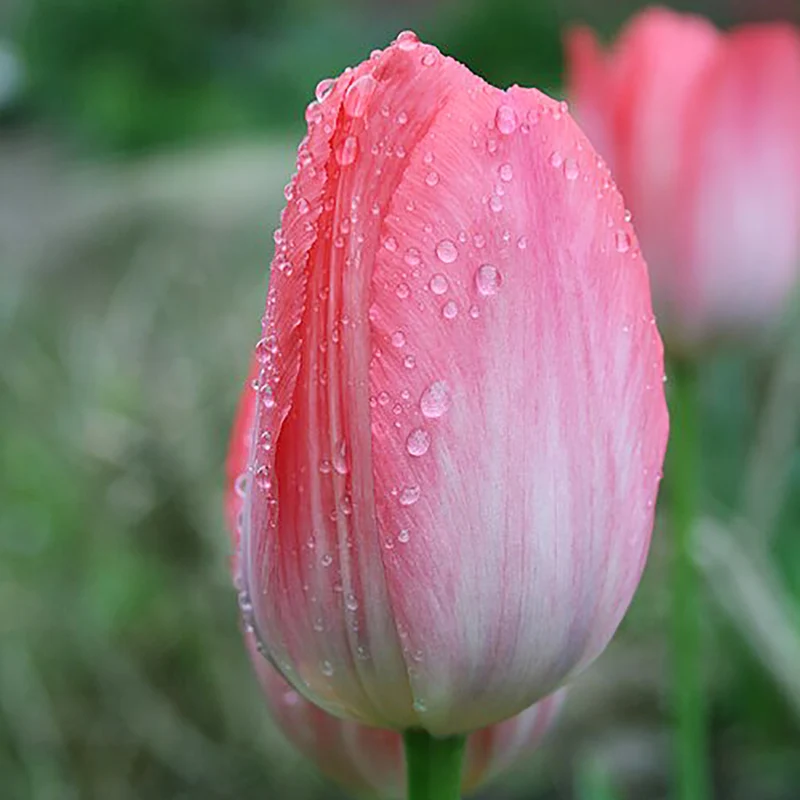 Tulipa 'Van Eijk'® - Darwin-Hybrid-Tulpe