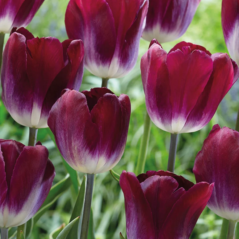 Tulipa 'Kansas Proud' - Triumph-Tulpe