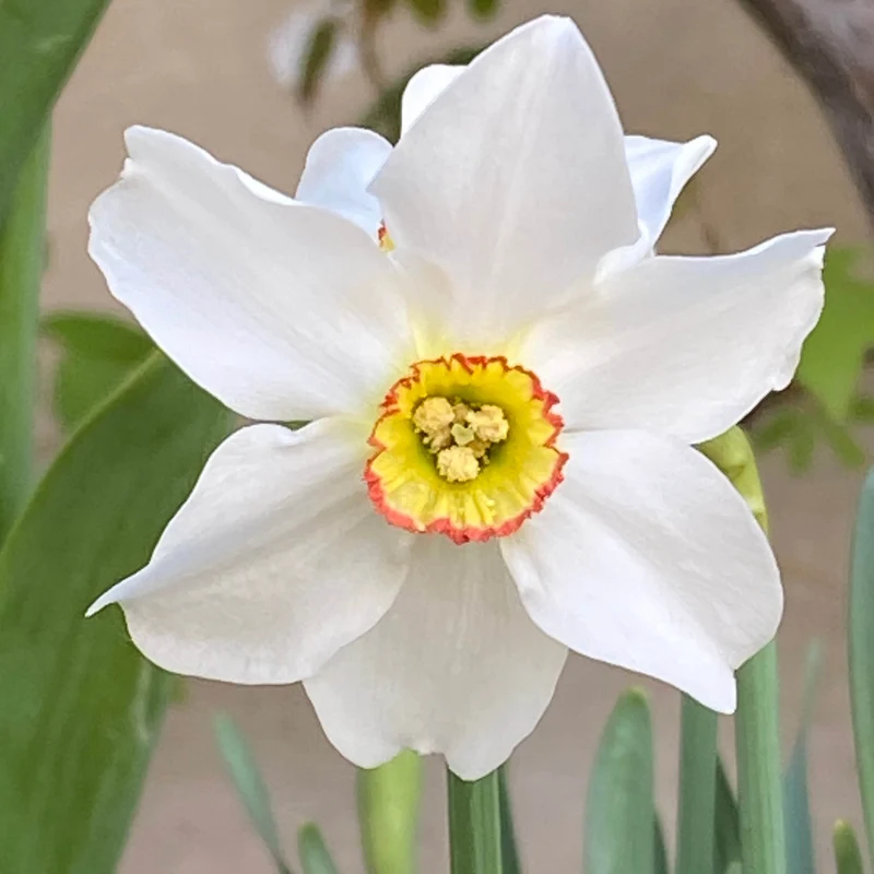 Narcissus poeticus var. recurvus - Dichter-Narzisse