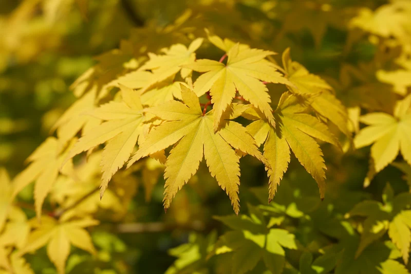 Japanischer Goldahorn 'Jordan' / Acer shirasawanum 'Jordan'