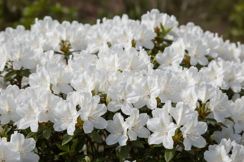 Japanische Azalee 'Maischnee' / Rhododendron obtusum 'Maischnee'®