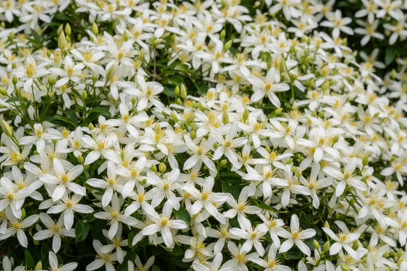 Immergrüne Waldrebe 'Avalanche' / Clematis x cartmanii 'Avalanche'